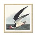 Picture of Black Skimmer From Birds of America (1827) _GroupedProduct_Square_Framed_Matted_
