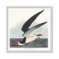Picture of Black Skimmer From Birds of America (1827) _GroupedProduct_Square_Framed_Matted_
