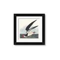 Picture of Black Skimmer From Birds of America (1827) _GroupedProduct_Square_Framed_Matted_