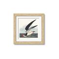 Picture of Black Skimmer From Birds of America (1827) _GroupedProduct_Square_Framed_Matted_