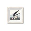 Picture of Black Skimmer From Birds of America (1827) _GroupedProduct_Square_Framed_Matted_