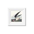Picture of Black Skimmer From Birds of America (1827) _GroupedProduct_Square_Framed_Matted_