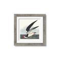 Picture of Black Skimmer From Birds of America (1827) _GroupedProduct_Square_Framed_Matted_