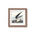 Picture of Black Skimmer From Birds of America (1827) _GroupedProduct_Square_Framed_Matted_