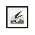Picture of Black Skimmer From Birds of America (1827) _GroupedProduct_Square_Framed_Matted_