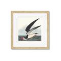 Picture of Black Skimmer From Birds of America (1827) _GroupedProduct_Square_Framed_Matted_