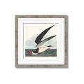 Picture of Black Skimmer From Birds of America (1827) _GroupedProduct_Square_Framed_Matted_