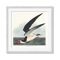 Picture of Black Skimmer From Birds of America (1827) _GroupedProduct_Square_Framed_Matted_