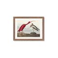 Picture of Vintage Scarlet Ibis Bird _GroupedProduct_Rectangle_Landscape_Framed_Matted_