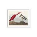 Picture of Vintage Scarlet Ibis Bird _GroupedProduct_Rectangle_Landscape_Framed_Matted_