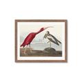 Picture of Vintage Scarlet Ibis Bird _GroupedProduct_Rectangle_Landscape_Framed_Matted_