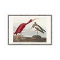 Picture of Vintage Scarlet Ibis Bird _GroupedProduct_Rectangle_Landscape_Framed_Matted_