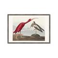 Picture of Vintage Scarlet Ibis Bird _GroupedProduct_Rectangle_Landscape_Framed_Matted_