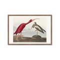 Picture of Vintage Scarlet Ibis Bird _GroupedProduct_Rectangle_Landscape_Framed_Matted_