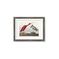 Picture of Vintage Scarlet Ibis Bird _GroupedProduct_Rectangle_Landscape_Framed_Matted_