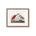 Picture of Vintage Scarlet Ibis Bird _GroupedProduct_Rectangle_Landscape_Framed_Matted_