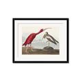 Picture of Vintage Scarlet Ibis Bird _GroupedProduct_Rectangle_Landscape_Framed_Matted_