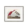 Picture of Vintage Scarlet Ibis Bird _GroupedProduct_Rectangle_Landscape_Framed_Matted_