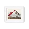 Picture of Vintage Scarlet Ibis Bird _GroupedProduct_Rectangle_Landscape_Framed_Matted_