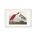 Picture of Vintage Scarlet Ibis Bird _GroupedProduct_Rectangle_Landscape_Framed_Matted_