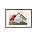 Picture of Vintage Scarlet Ibis Bird _GroupedProduct_Rectangle_Landscape_Framed_Matted_