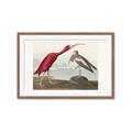 Picture of Vintage Scarlet Ibis Bird _GroupedProduct_Rectangle_Landscape_Framed_Matted_