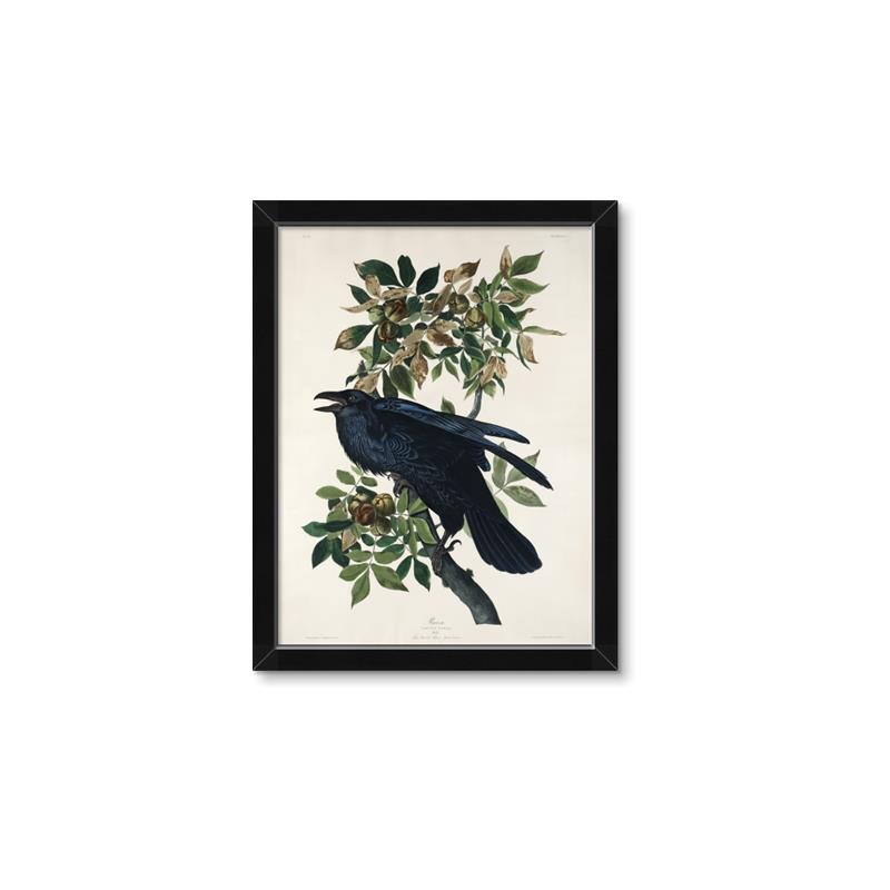 Picture of Raven From Birds of America (1827) _GroupedProduct_Rectangle_Portrait_Framed_Matted_