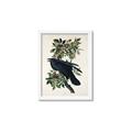 Picture of Raven From Birds of America (1827) _GroupedProduct_Rectangle_Portrait_Framed_Matted_