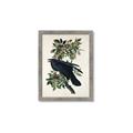 Picture of Raven From Birds of America (1827) _GroupedProduct_Rectangle_Portrait_Framed_Matted_