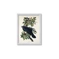Picture of Raven From Birds of America (1827) _GroupedProduct_Rectangle_Portrait_Framed_Matted_