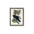 Picture of Raven From Birds of America (1827) _GroupedProduct_Rectangle_Portrait_Framed_Matted_