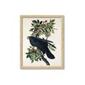 Picture of Raven From Birds of America (1827) _GroupedProduct_Rectangle_Portrait_Framed_Matted_