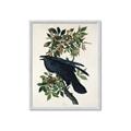 Picture of Raven From Birds of America (1827) _GroupedProduct_Rectangle_Portrait_Framed_Matted_