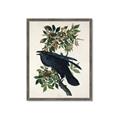 Picture of Raven From Birds of America (1827) _GroupedProduct_Rectangle_Portrait_Framed_Matted_