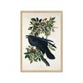 Picture of Raven From Birds of America (1827) _GroupedProduct_Rectangle_Portrait_Framed_Matted_