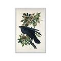 Picture of Raven From Birds of America (1827) _GroupedProduct_Rectangle_Portrait_Framed_Matted_