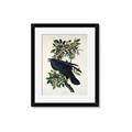 Picture of Raven From Birds of America (1827) _GroupedProduct_Rectangle_Portrait_Framed_Matted_