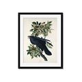 Picture of Raven From Birds of America (1827) _GroupedProduct_Rectangle_Portrait_Framed_Matted_