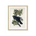 Picture of Raven From Birds of America (1827) _GroupedProduct_Rectangle_Portrait_Framed_Matted_