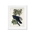 Picture of Raven From Birds of America (1827) _GroupedProduct_Rectangle_Portrait_Framed_Matted_