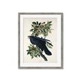 Picture of Raven From Birds of America (1827) _GroupedProduct_Rectangle_Portrait_Framed_Matted_