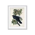 Picture of Raven From Birds of America (1827) _GroupedProduct_Rectangle_Portrait_Framed_Matted_