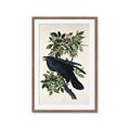 Picture of Raven From Birds of America (1827) _GroupedProduct_Rectangle_Portrait_Framed_Matted_