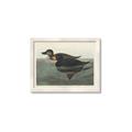 Picture of Vintage Scoter Duck _GroupedProduct_Rectangle_Landscape_Framed_Matted_