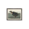 Picture of Vintage Scoter Duck _GroupedProduct_Rectangle_Landscape_Framed_Matted_