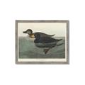 Picture of Vintage Scoter Duck _GroupedProduct_Rectangle_Landscape_Framed_Matted_