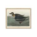 Picture of Vintage Scoter Duck _GroupedProduct_Rectangle_Landscape_Framed_Matted_