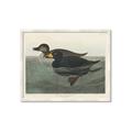 Picture of Vintage Scoter Duck _GroupedProduct_Rectangle_Landscape_Framed_Matted_