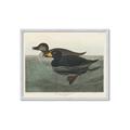 Picture of Vintage Scoter Duck _GroupedProduct_Rectangle_Landscape_Framed_Matted_