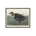 Picture of Vintage Scoter Duck _GroupedProduct_Rectangle_Landscape_Framed_Matted_